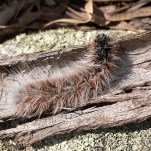 Anthela varia at Fadden, ACT - 14 Mar 2022 01:47 PM