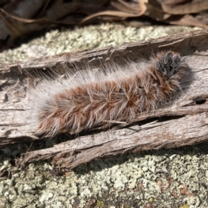 Anthela varia at Fadden, ACT - 14 Mar 2022 01:47 PM