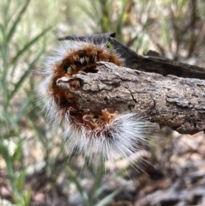 Anthela varia at Fadden, ACT - 14 Mar 2022 01:47 PM