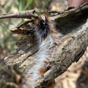 Anthela varia at Fadden, ACT - 14 Mar 2022 01:47 PM