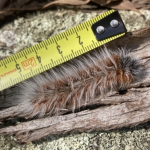 Anthela varia at Fadden, ACT - 14 Mar 2022 01:47 PM