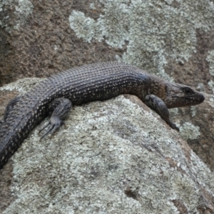 Egernia cunninghami at Jindabyne, NSW - 12 Mar 2022