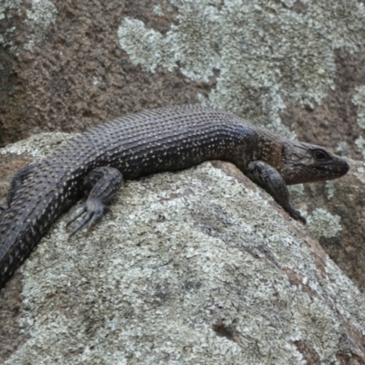 Egernia cunninghami (Cunningham's Skink) at Jindabyne, NSW - 12 Mar 2022 by Amata