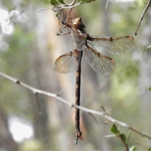 Telephlebia brevicauda at Paddys River, ACT - 15 Mar 2022 11:19 AM