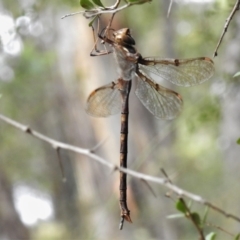 Telephlebia brevicauda (Southern Evening Darner) at Paddys River, ACT - 15 Mar 2022 by JohnBundock