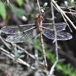 Telephlebia brevicauda at Paddys River, ACT - 15 Mar 2022 11:19 AM