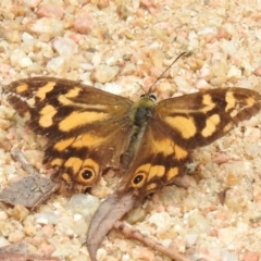 Heteronympha banksii (Banks' Brown) at Paddys River, ACT - 15 Mar 2022 by JohnBundock