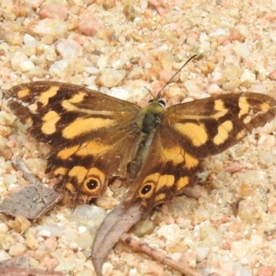 Heteronympha banksii (Banks' Brown) at Paddys River, ACT - 14 Mar 2022 by JohnBundock