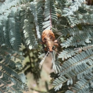 Gonipterus scutellatus at Jindabyne, NSW - suppressed