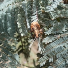 Gonipterus scutellatus (Eucalyptus snout beetle, gum tree weevil) at Jindabyne, NSW - 13 Mar 2022 by Birdy