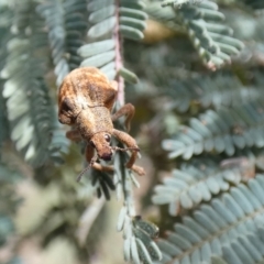 Gonipterus scutellatus at Jindabyne, NSW - 13 Mar 2022