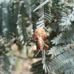 Gonipterus scutellatus at Jindabyne, NSW - 13 Mar 2022