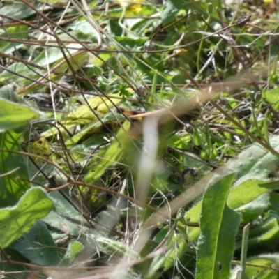 Gastrimargus musicus (Yellow-winged Locust or Grasshopper) at Jindabyne, NSW - 12 Mar 2022 by Amata