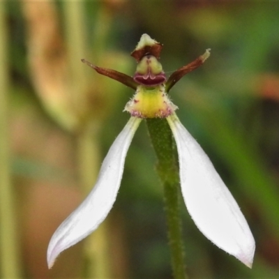 Eriochilus cucullatus (Parson's Bands) at Paddys River, ACT - 15 Mar 2022 by JohnBundock