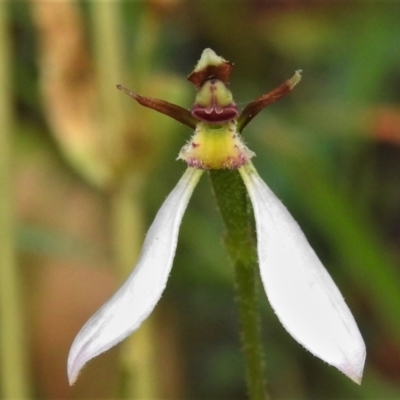 Eriochilus cucullatus (Parson's Bands) at Tidbinbilla Nature Reserve - 14 Mar 2022 by JohnBundock