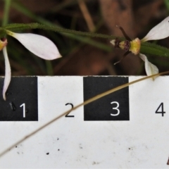 Eriochilus cucullatus at Paddys River, ACT - 15 Mar 2022