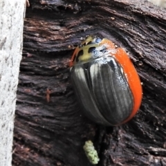 Paropsisterna agricola (Eucalyptus leaf beetle) at Paddys River, ACT - 15 Mar 2022 by JohnBundock