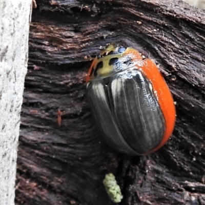 Paropsisterna agricola (Eucalyptus leaf beetle) at Paddys River, ACT - 15 Mar 2022 by JohnBundock