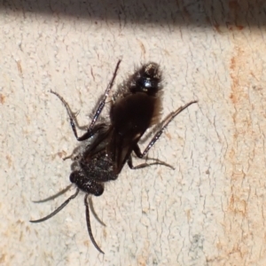 Mutillidae (family) at Murrumbateman, NSW - 13 Mar 2022