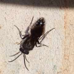 Mutillidae (family) (Unidentified 'velvet ant') at Murrumbateman, NSW - 13 Mar 2022 by SimoneC