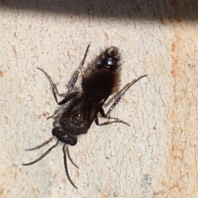 Mutillidae (family) (Unidentified Mutillid wasp or velvet ant) at Murrumbateman, NSW - 13 Mar 2022 by SimoneC