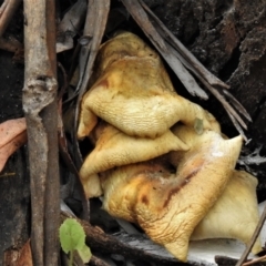 Unidentified Fungus at Paddys River, ACT - 14 Mar 2022 by JohnBundock