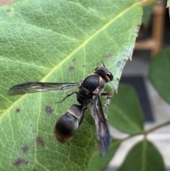 Paralastor sp. (genus) at Murrumbateman, NSW - 12 Mar 2022