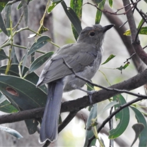 Colluricincla harmonica at Paddys River, ACT - 15 Mar 2022