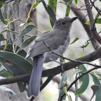 Colluricincla harmonica (Grey Shrikethrush) at Tidbinbilla Nature Reserve - 15 Mar 2022 by JohnBundock