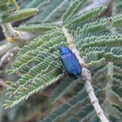 Diphucephala sp. (genus) (Green Scarab Beetle) at Jindabyne, NSW - 13 Mar 2022 by Amata