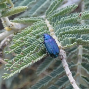 Diphucephala sp. (genus) at Jindabyne, NSW - 13 Mar 2022