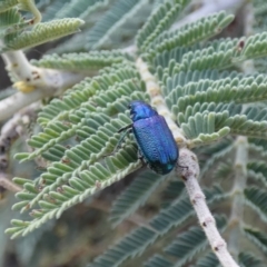 Diphucephala sp. (genus) (Green Scarab Beetle) at Jindabyne, NSW - 13 Mar 2022 by Birdy