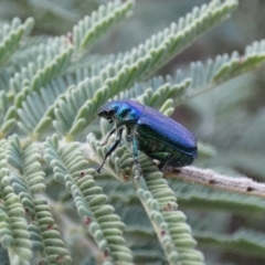 Diphucephala sp. (genus) at Jindabyne, NSW - 13 Mar 2022