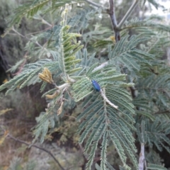Diphucephala sp. (genus) at Jindabyne, NSW - 13 Mar 2022