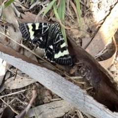 Phalaenoides glycinae (Grapevine Moth) at Murrumbateman, NSW - 13 Mar 2022 by SimoneC