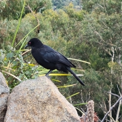 Corcorax melanorhamphos (White-winged Chough) at Isaacs Ridge and Nearby - 15 Mar 2022 by Mike