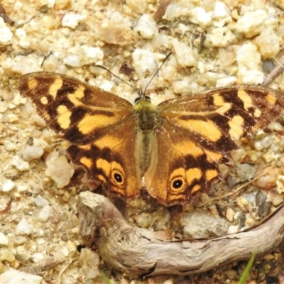 Heteronympha banksii (Banks' Brown) at Paddys River, ACT - 15 Mar 2022 by JohnBundock