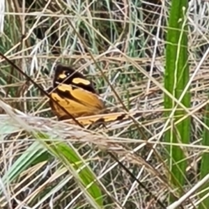 Heteronympha merope at Isaacs, ACT - 15 Mar 2022 03:47 PM