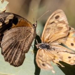 Heteronympha merope (Common Brown Butterfly) at Paddys River, ACT - 14 Mar 2022 by SWishart