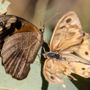 Heteronympha merope at Paddys River, ACT - 14 Mar 2022