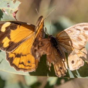 Heteronympha merope at Paddys River, ACT - 14 Mar 2022 08:52 AM