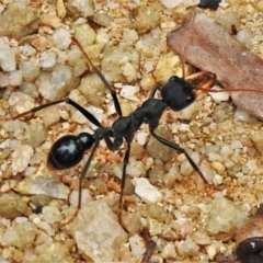 Myrmecia tarsata (Bull ant or Bulldog ant) at Paddys River, ACT - 15 Mar 2022 by JohnBundock