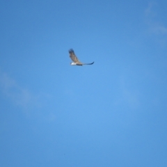 Haliaeetus leucogaster (White-bellied Sea-Eagle) at Fyshwick, ACT - 14 Mar 2022 by BenW