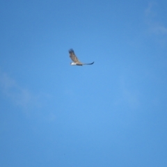 Haliaeetus leucogaster (White-bellied Sea-Eagle) at Jerrabomberra Wetlands - 14 Mar 2022 by TomW