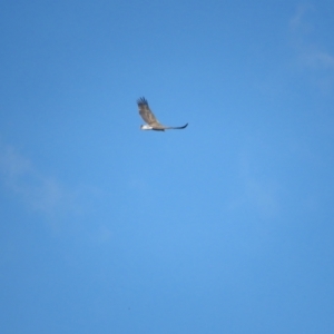 Haliaeetus leucogaster at Fyshwick, ACT - 14 Mar 2022