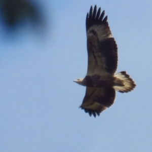 Haliaeetus leucogaster at Fyshwick, ACT - 14 Mar 2022