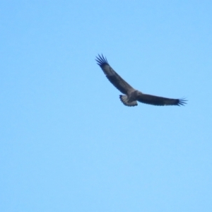 Haliaeetus leucogaster at Fyshwick, ACT - 14 Mar 2022