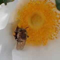 Amegilla sp. (genus) at Murrumbateman, NSW - 13 Mar 2022