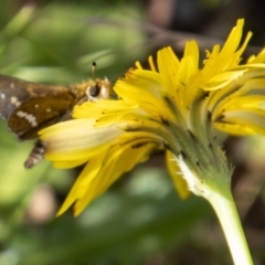 Taractrocera papyria (White-banded Grass-dart) at Paddys River, ACT - 14 Mar 2022 by SWishart