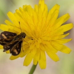 Taractrocera papyria at Paddys River, ACT - 14 Mar 2022